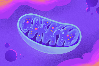 Mitochondria biology biomedical cell cellular creative design dna drawing illustration medical illustration medicine mitochondrion procreate purple science