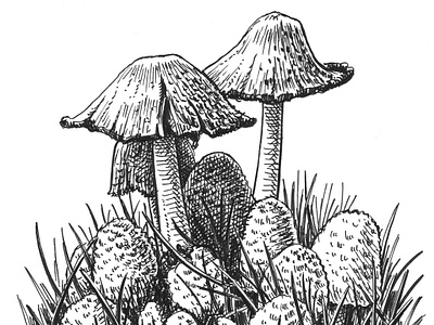Fungus art artist artwork drawing hand drawn illustration ink mushroom nature plants