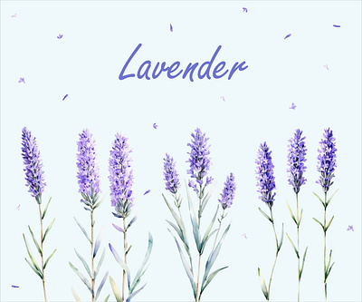 Lavender Digital Watercolor Illustrations