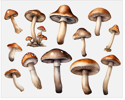 Mushrooms Digital Watercolor Illustrations