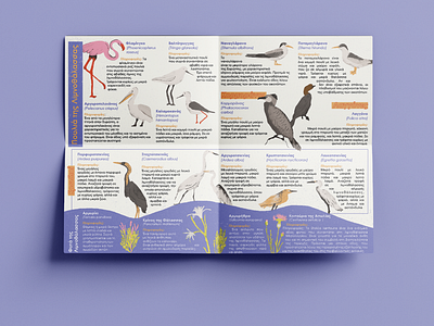 Illustrated Nature Guide On Wildlife & Flora animal illustration bird illustrations educational flyer environmental flamingo illustration foldable poster greek nature plant illustration poster wildlife illustration