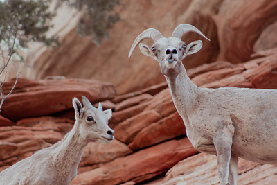 Big Horn Sheep in Zion National Park design national parks photography zion national park