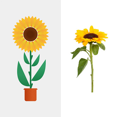 Sunflower adobe illustrator graphic design illustration sketch sunflower vector