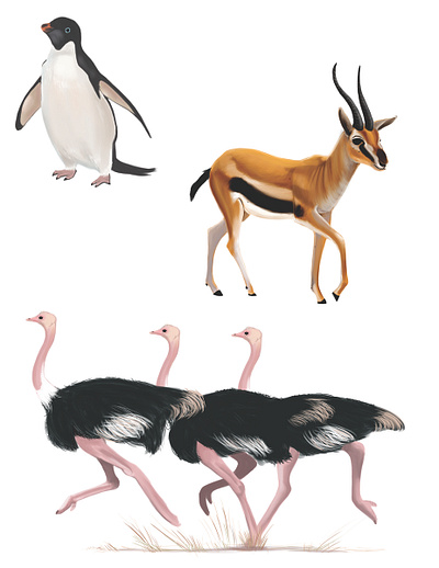 Animals africa animals antartica antelope birds illustation ostrich penguin savannah study