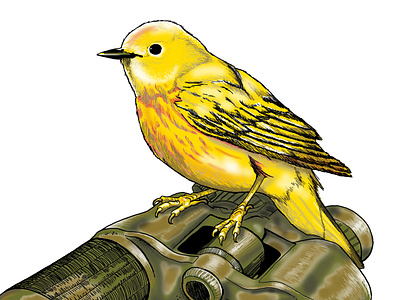 Warbler bird illustration nature outdoors photoshop yellow warbler