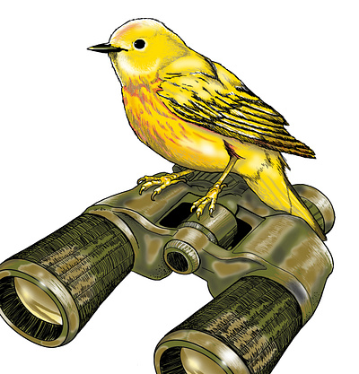 Warbler bird illustration nature outdoors photoshop yellow warbler