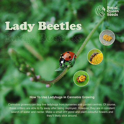 Lady Bug