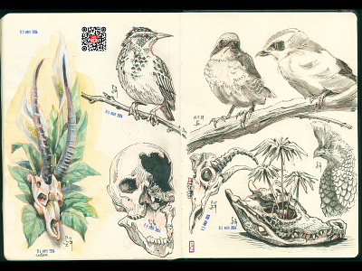 some July sketches [ink watercolor] bird crosshatching drawing etching graphic illustration ink sketch sketchbook sketching skull traditional art