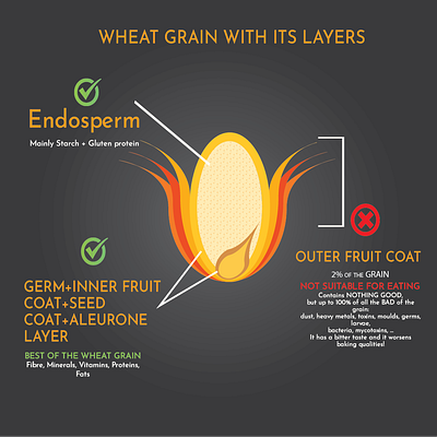 Wheat Grain and its layer illustration adobe illustrator bran design graphic design illustration infographic infographics design wheat wheat endosperm wheat grain wheat grain layer wheat illustration wheat infographics