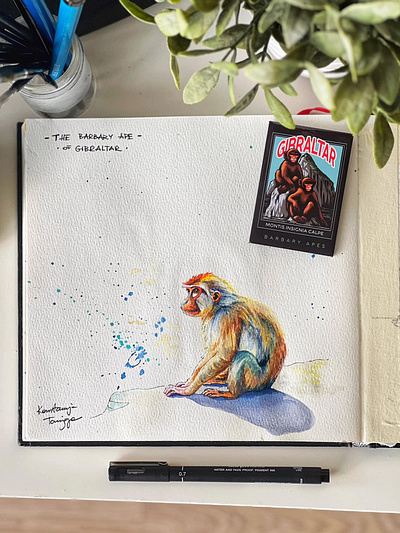 Ape from Gibraltar - watercolour painting image painting watercolour
