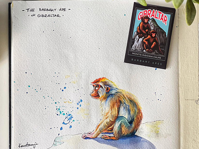 Ape from Gibraltar - watercolour painting image painting watercolour