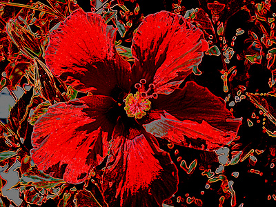 red hibiscus flower illustration digital art flower hibiscus illustration petals plant