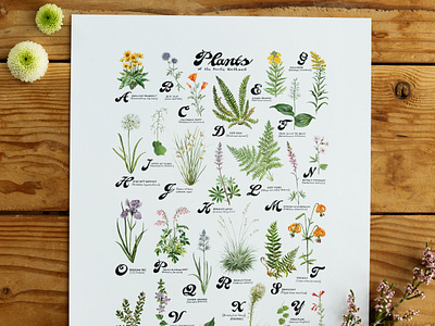 ABC Native Plants of the Pacific Northwest abc plant poster botanical illustration handlettering oregon botanical illustrator portland illustrator portland plant illustrations watercolor botanical print watercolor illustrator for hire west coast illustrator