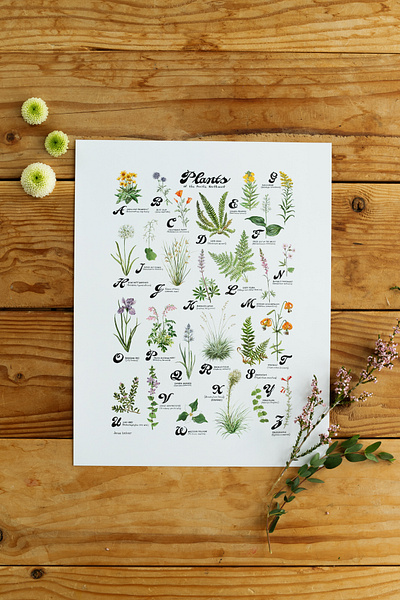 ABC Native Plants of the Pacific Northwest abc plant poster botanical illustration handlettering oregon botanical illustrator portland illustrator portland plant illustrations watercolor botanical print watercolor illustrator for hire west coast illustrator