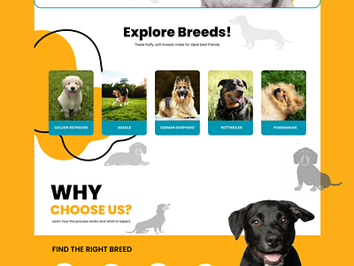 Dog Breeding (Landing Page Design) landing page design ui uiux webpage