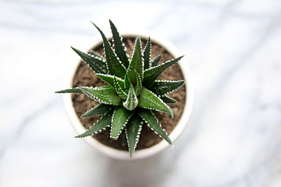 succulent small photo plant succulent