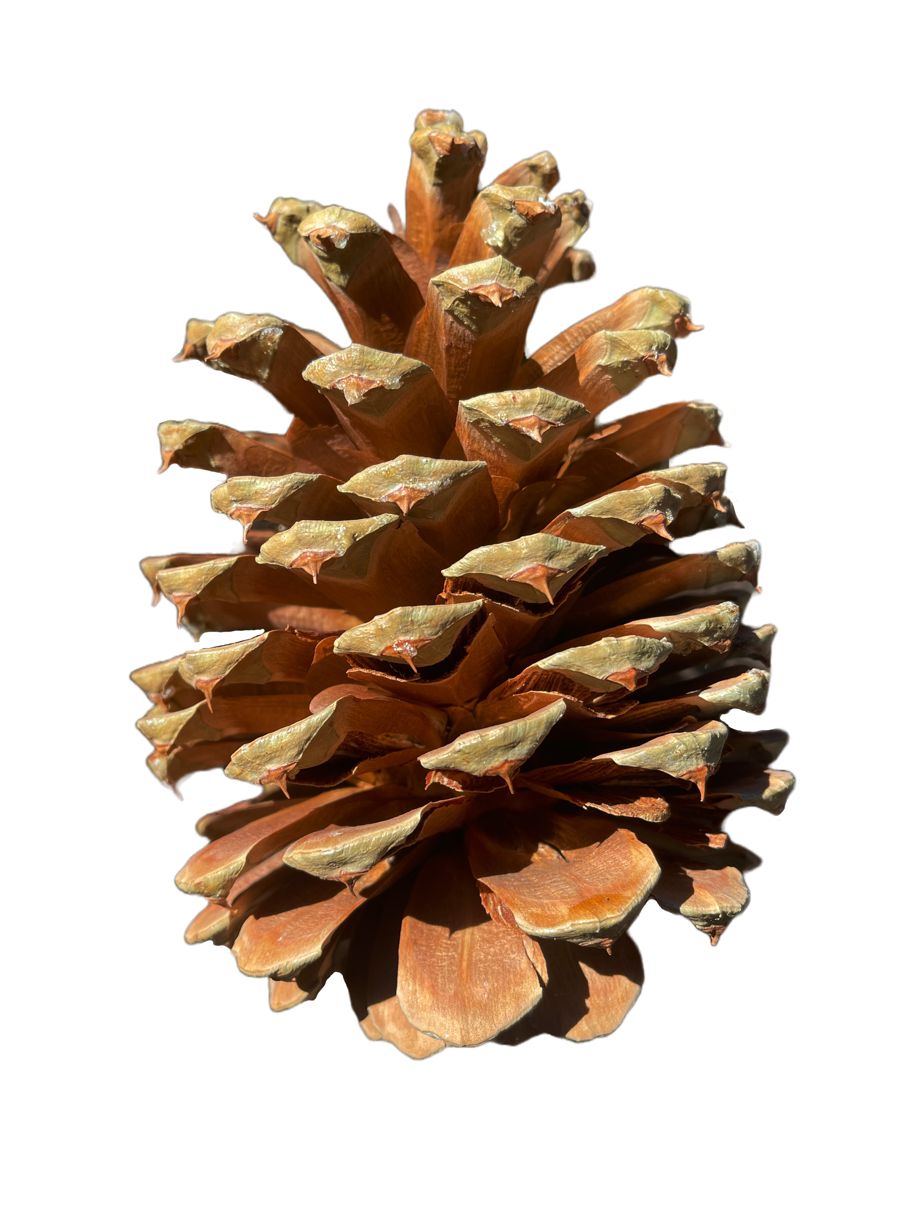 Nature's Stories | Pinecone autumn botanical brown nature photography pinecone transparentbackground