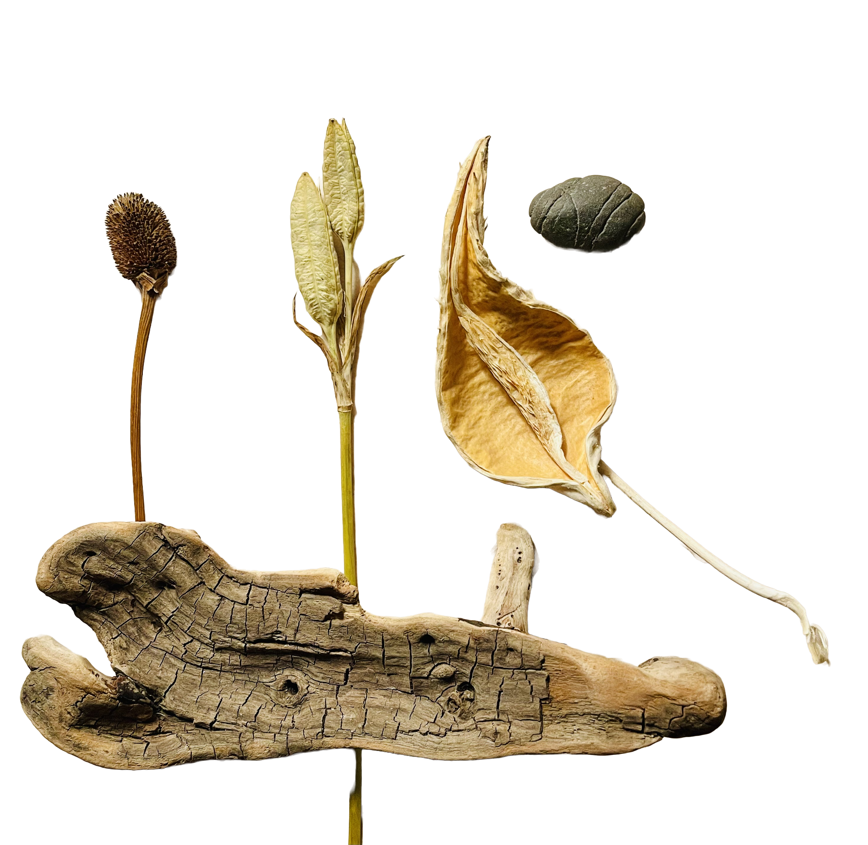 Nature's Stories | Pods | Seeds | Rock | Wood botanical brown dried minimal nature neutral pods rock seeds transparent background wood woods