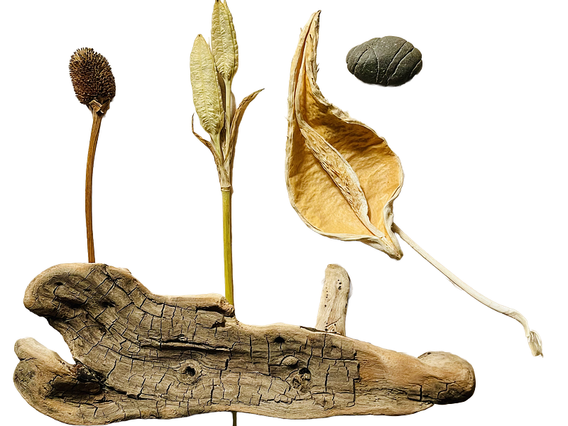 Nature's Stories | Pods | Seeds | Rock | Wood botanical brown dried minimal nature neutral pods rock seeds transparent background wood woods