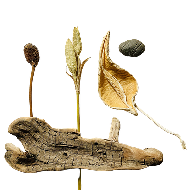 Pods | Seeds | Rock | Wood botanical brown dried minimal nature neutral pods rock seeds transparent background wood woods
