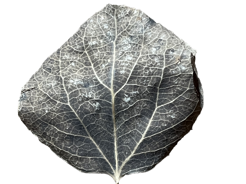 Nature's Stories | Back of Dried Leaf black white dried botanical leaf monochromatic nature simple