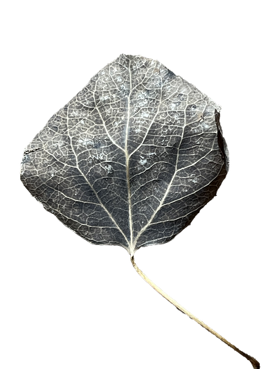 Nature's Stories | Back of Dried Leaf black white dried botanical leaf monochromatic nature simple