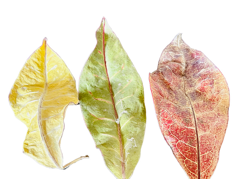 Nature's Stories | Leaves of Three autumn botanical colorful fall green leaves nature orange still life yellow