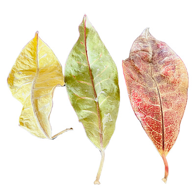 Nature's Stories | Leaves of Three autumn botanical colorful fall green leaves nature orange still life yellow