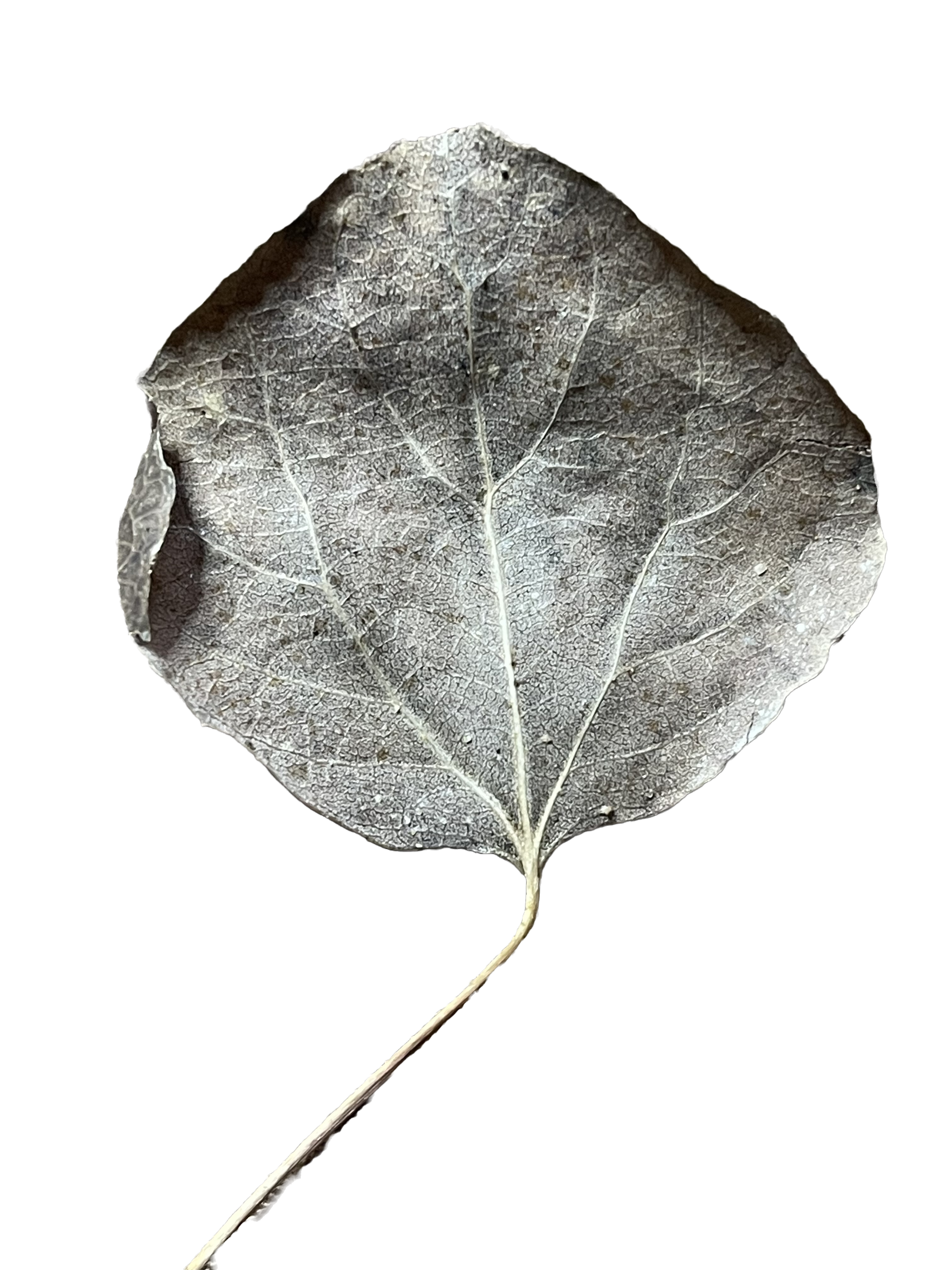 Nature's Stories | Front of Dried Leaf dried botanical leaf monochromatic simple transparent background