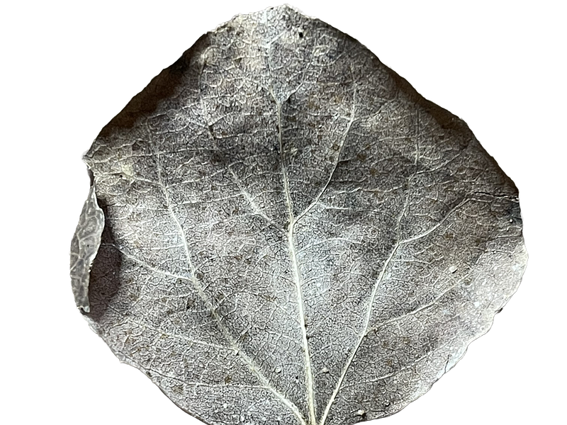 Nature's Stories | Front of Dried Leaf dried botanical leaf monochromatic simple transparent background