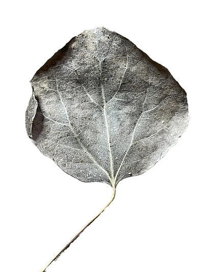 Nature's Stories | Front of Dried Leaf dried botanical leaf monochromatic simple transparent background