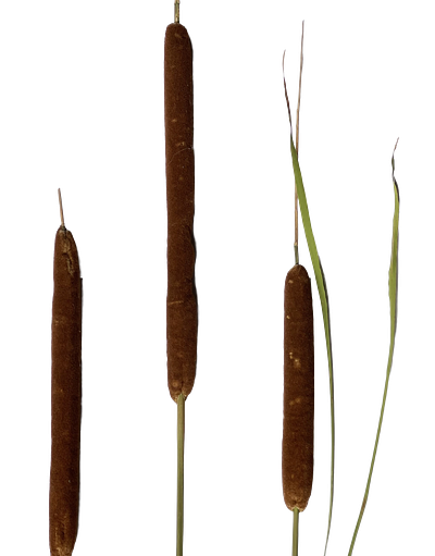 Nature's Stories | Cattails botanical brown cattails five green minimalistic nature simple transparent photography
