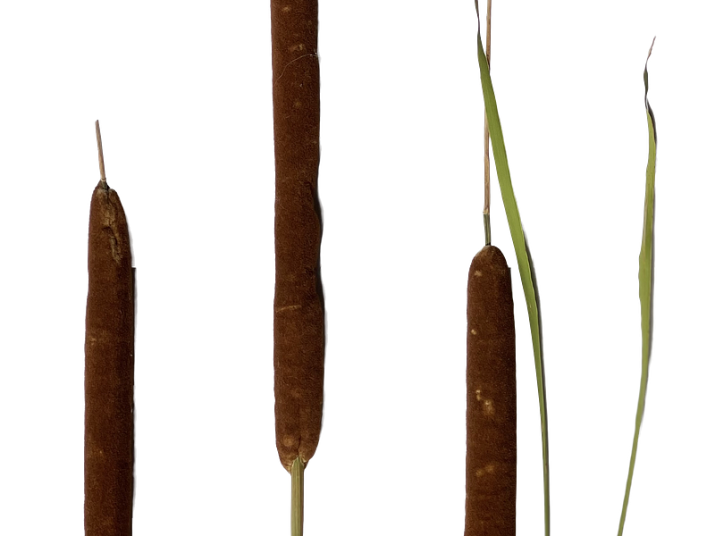 Nature's Stories | Cattails botanical brown cattails five green minimalistic nature simple transparent photography