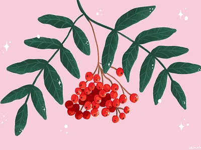 Illustration of Rowan Tree Berries illustration