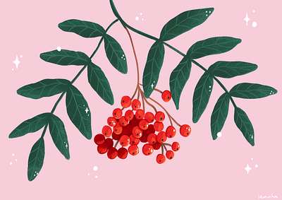 Illustration of Rowan Tree Berries illustration