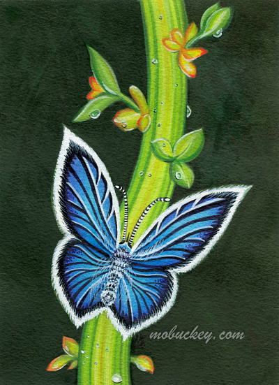 Blue Butterfly | Gouache Paint Illustration animal art art print artist artwork blue butterfly commission freelance gouache illustration illustrator insect nature paint painter painting plants wall art watercolor
