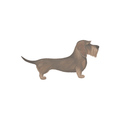 Hand painted wire haired dachshund illustration 888