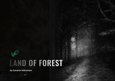 Land of Forest black forest dark forest nature unsplash