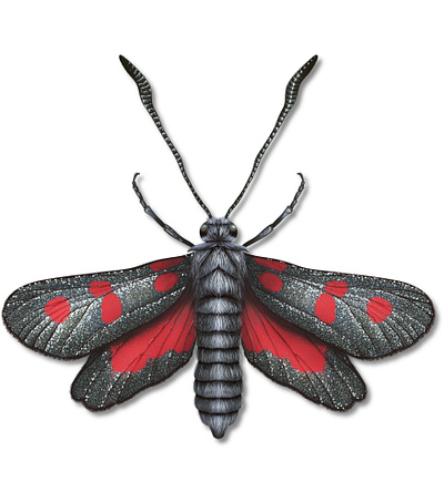 Zygaena filipendulae illustration scientific illustration