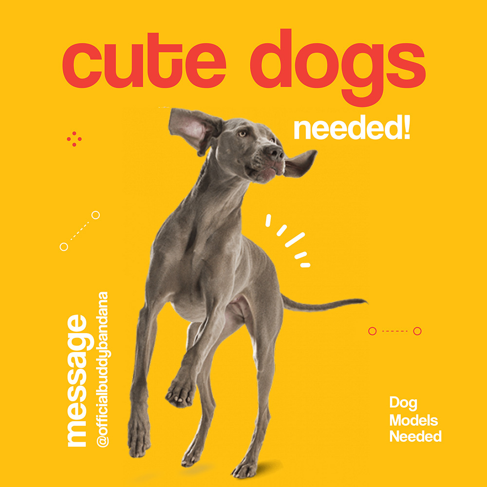 Instagram Ads ads banner branding design graphic design illustration instagram ads vector