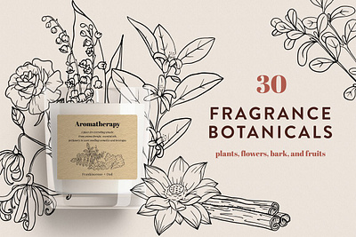 Fragrance Botanicals 30 designs aromatic botanical illustration essential blends fragrance botanicals frankincense narcissus neroli parfume patchouli perfumery tonka bean