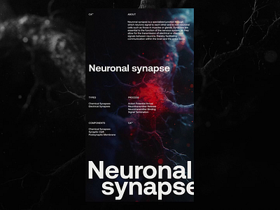 Visual exploration #2 Neural synapse animation graphic design motion graphics