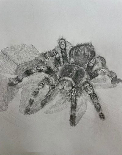 SPIDER academic drawing illustration pencil pencil drawing spider