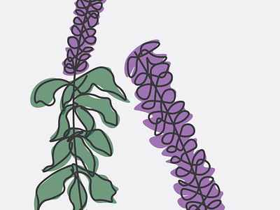 tulsi illustration illustrator line drawing pastel