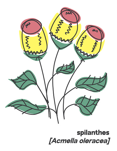 spilanthes illustration illustrator line drawing pastel