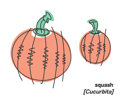 squash illustration illustrator line drawing pastel