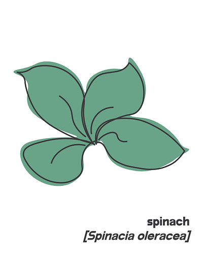 spinach illustration illustrator line drawing pastel