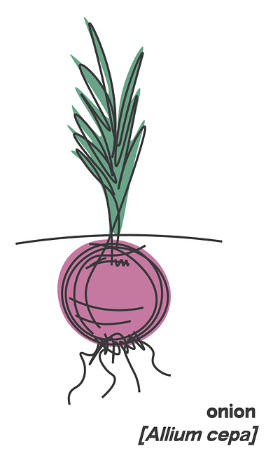 onion illustration illustrator line drawing pastel