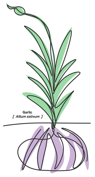 garlic illustration illustrator line drawing pastel