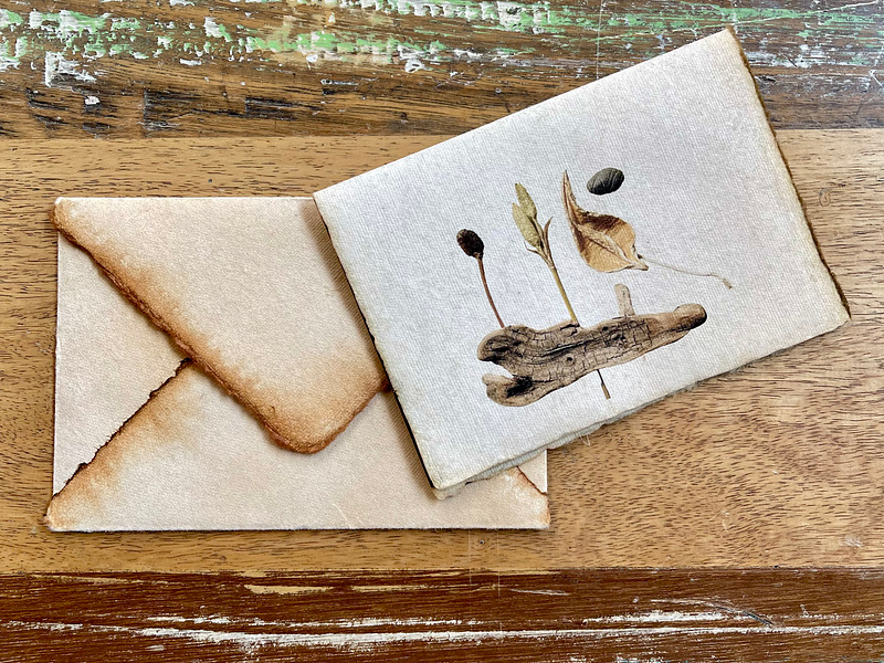 Nature's Stories | Cards & Prints | Pods | Seeds | Rock | Wood browns cards earthy minimalistic nature neutral colors photography pods prints rocks seeds simple still life vintage wood